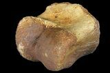 Pachycephalosaur Phalange (Toe Bone) - Montana #121969-1